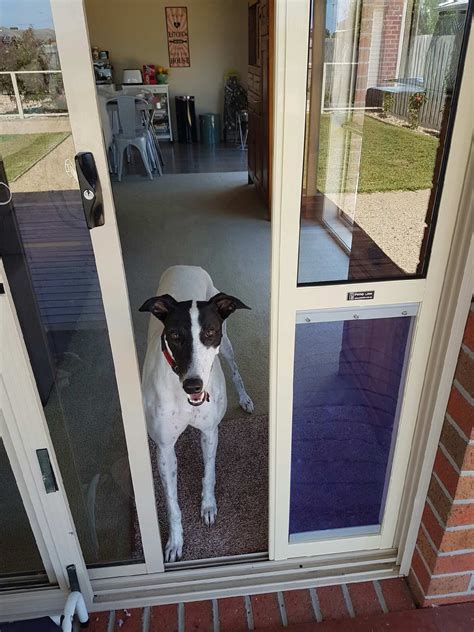 dog door insert for double sliding doors